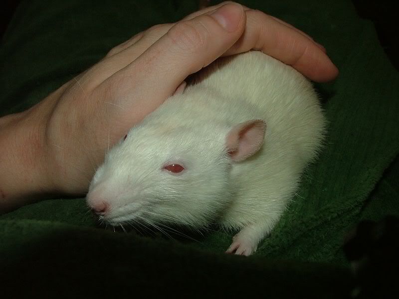 Rats from Pet Stores Rat Forum
